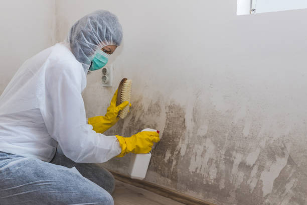 Best Black Mold Removal  in Smackover, AR