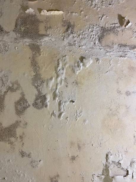 Best Attic Mold Removal  in Smackover, AR