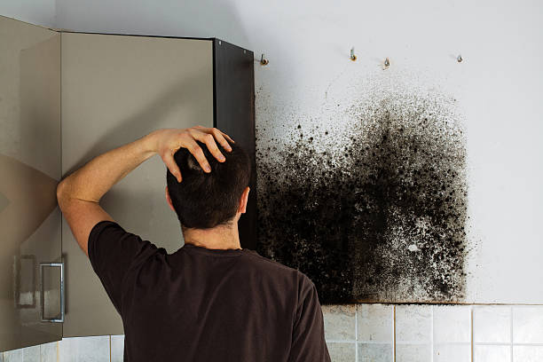 Best Office Mold Removal Services  in Smackover, AR